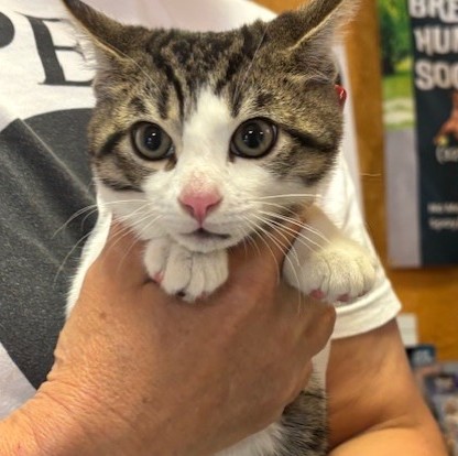 Phineas (Merritt Island) photo