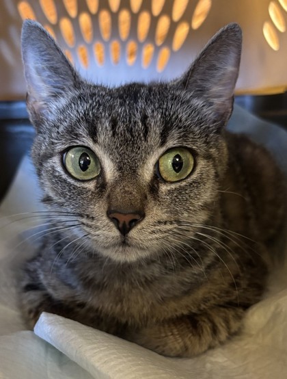 Madison (Maddie) (Merritt Island) photo