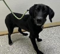 Valentino (Cocoa) photo