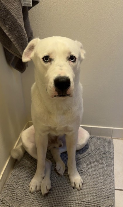 Cody (Cocoa) photo