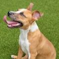 Steve (Cocoa) photo