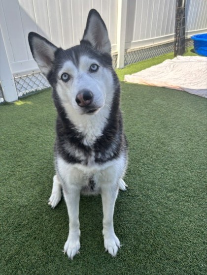 Lora (Lor) (Cocoa) photo