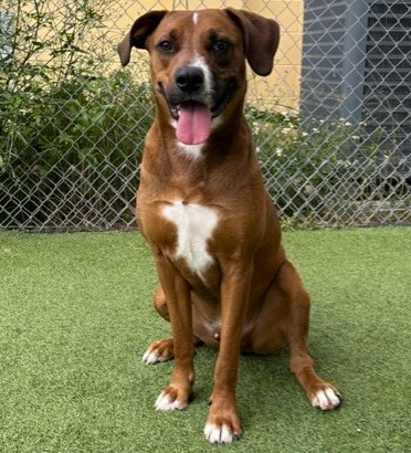 Rusty (Cocoa) photo