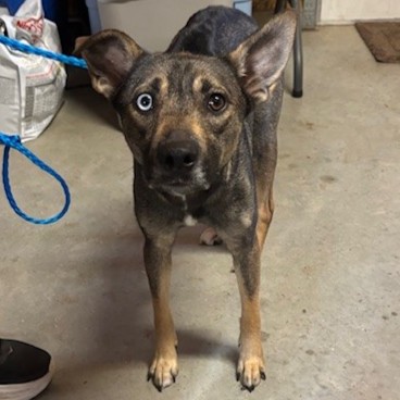 Shirley (Cocoa) photo