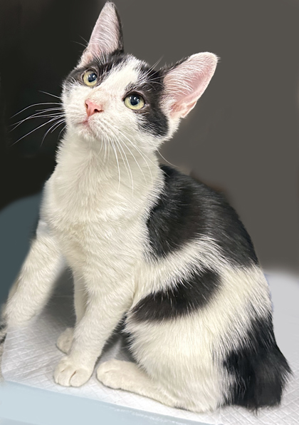 family cats　0507 Cat for adoption - Warner “TV guru”, a Domestic Short Hair