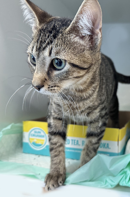 How Much are Cat Adoption Fees in Nj: Affordable Costs Revealed