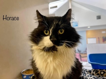 Horace photo