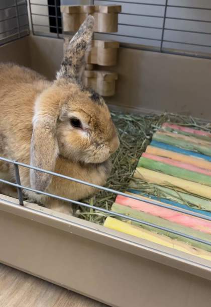 Bun Bun photo