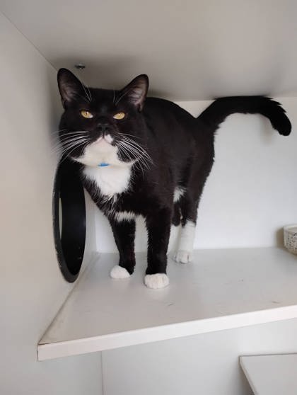 Binx photo