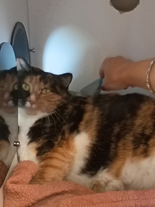 Mama Kitty photo