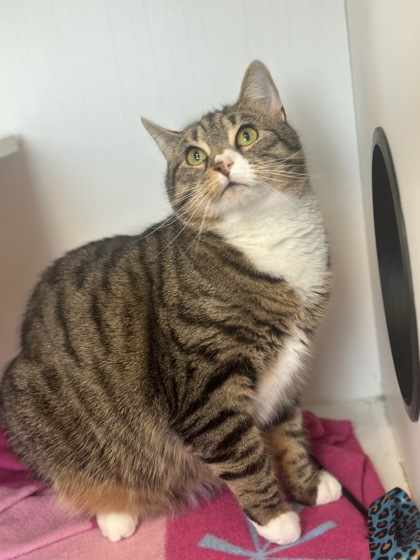 Marmalade photo