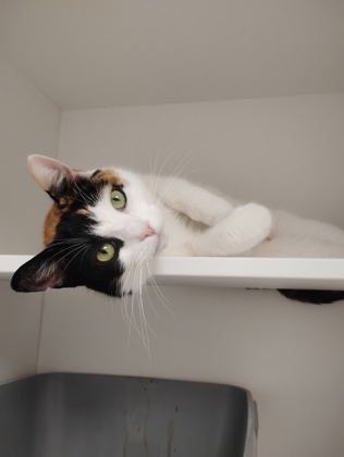 Zoe photo