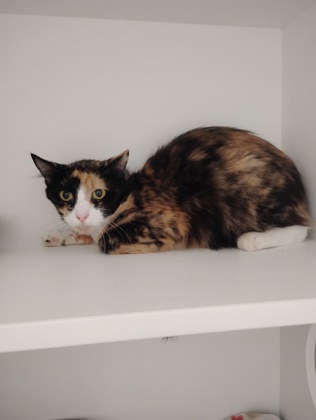 Gizmo photo