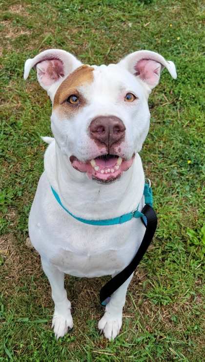 Dixie photo