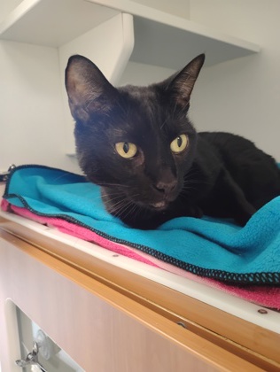 Binx photo
