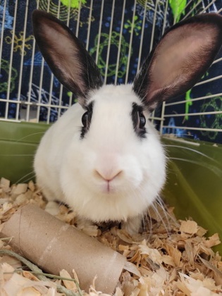 Blanche photo