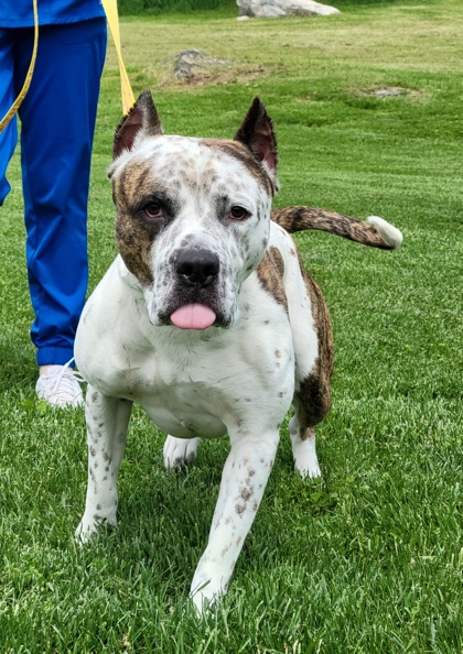 Capone photo