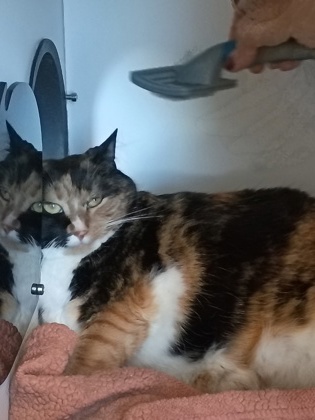 Mama Kitty photo