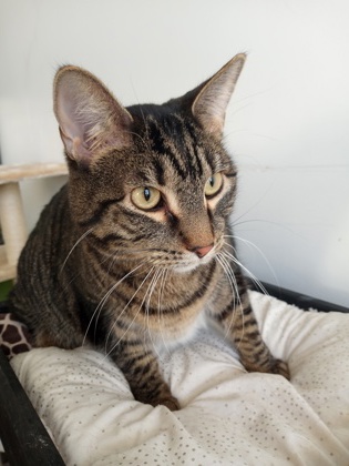 Pierre, a Domestic Shorthair Mix
