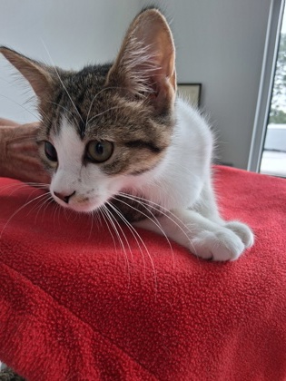 Hazel, a Domestic Shorthair Mix