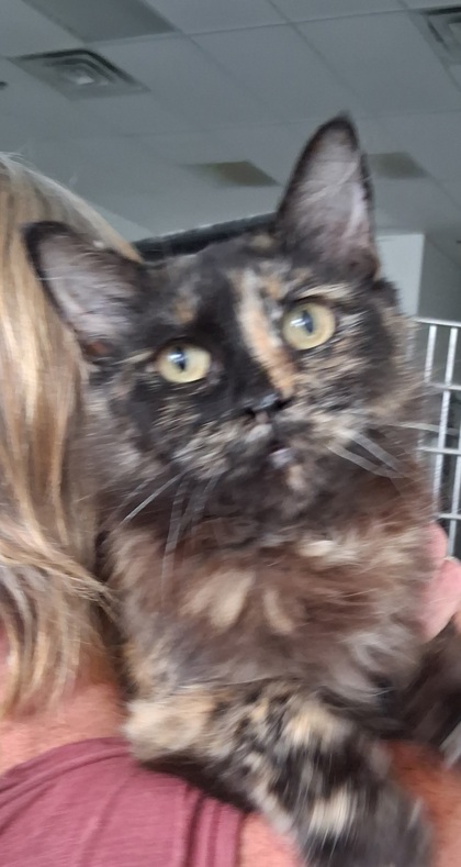 Priscilla