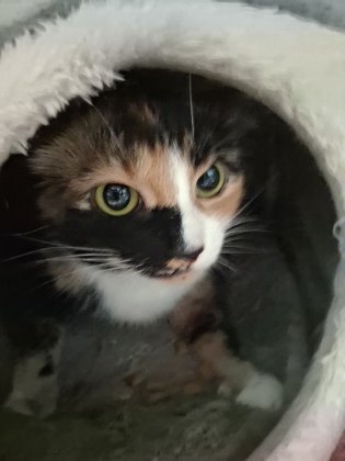 Darla