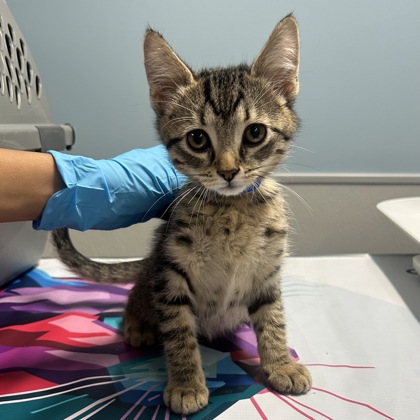 HOLDEN the Cat (Domestic Shorthair)