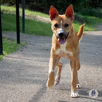 Pickles Needs a Foster