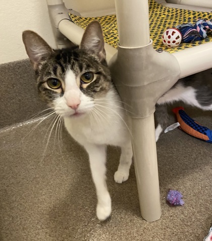 Photo of Sprinkles