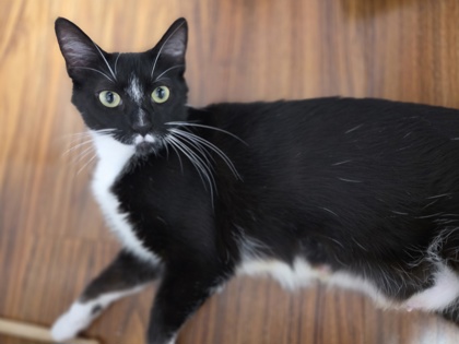 Photo of Medley