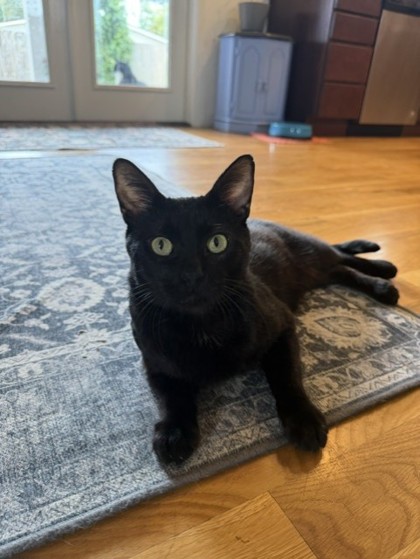 Photo of Lurch