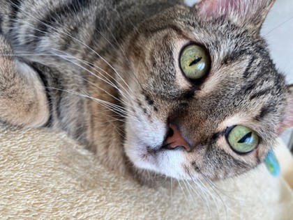 Photo of Snickers