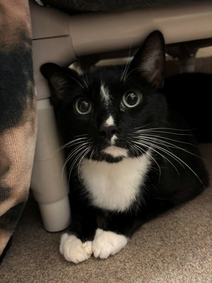 Photo of Mochi