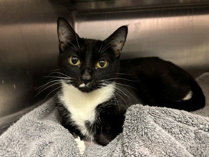 Photo of Sailor