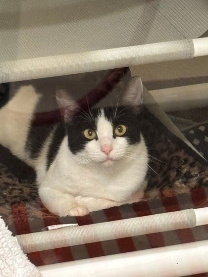 Photo of Oreo