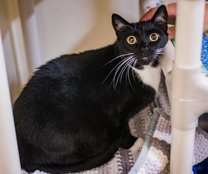 Photo of Mocha