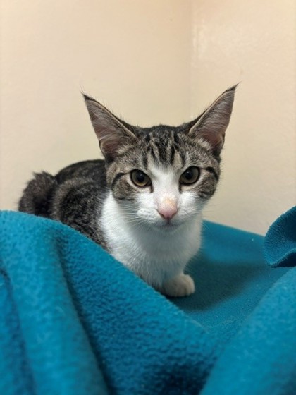 Photo of Henrietta