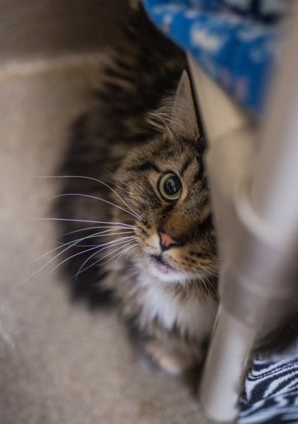 Photo of Finley