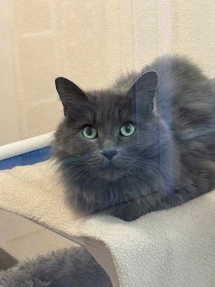 Photo of Flint