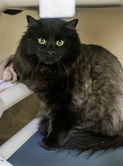 Photo of Kikyo