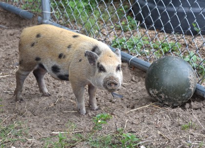 Image_61059400