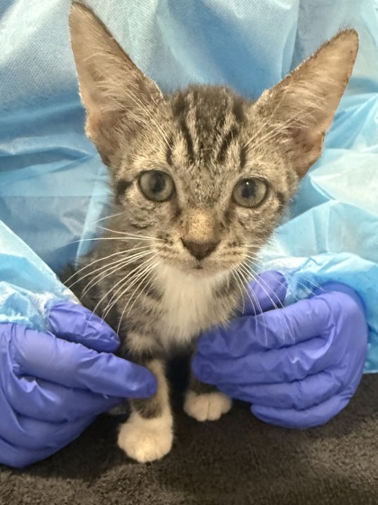 Image_61473902