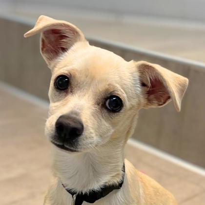 JUDE - Short Coat Chihuahua / Mix available for adoption