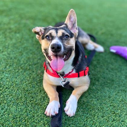 JOLENE - Pembroke Welsh Corgi / Mix available for adoption