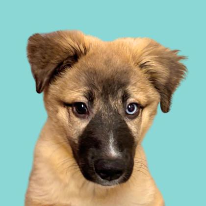 YUMI - Siberian Husky / Mix available for adoption