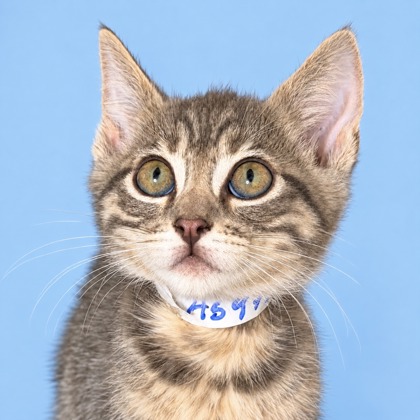 JOLTEON - Domestic Shorthair / Mix available for adoption