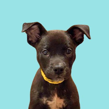 SARRA - Shepherd / Mix available for adoption
