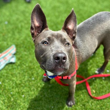 JIMBO - American Pit Bull Terrier / Mix available for adoption