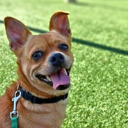 HICCUP - Short Coat Chihuahua / Mix available for adoption