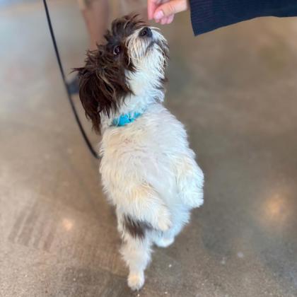 BLAKE - Shih Tzu / Mix available for adoption